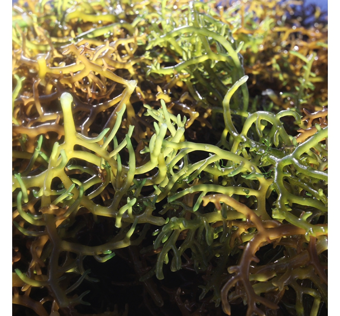 Carrageenan-Kappa