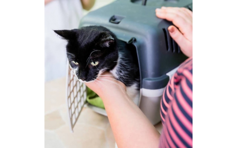 Pet Carriers