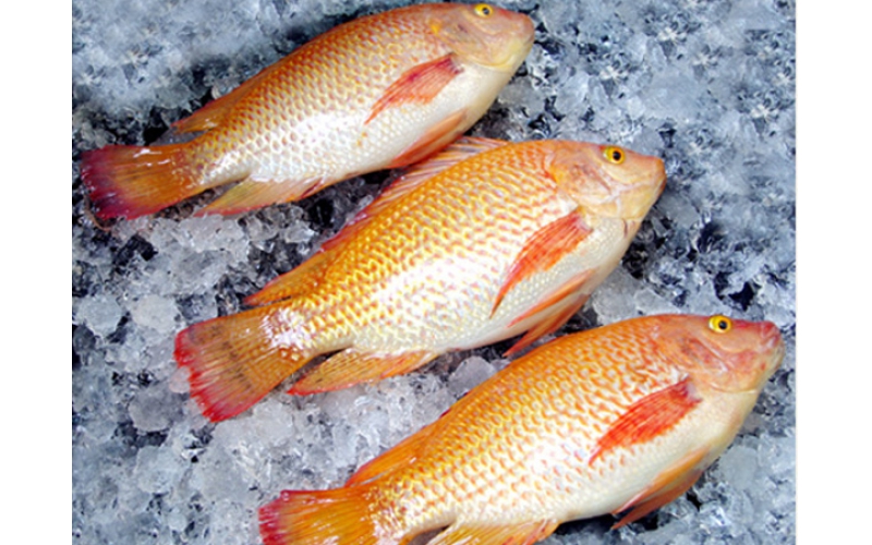 Frozen Red Tilapia Whole Round