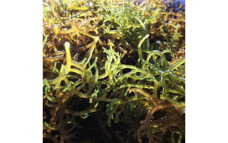 Carrageenan-Kappa